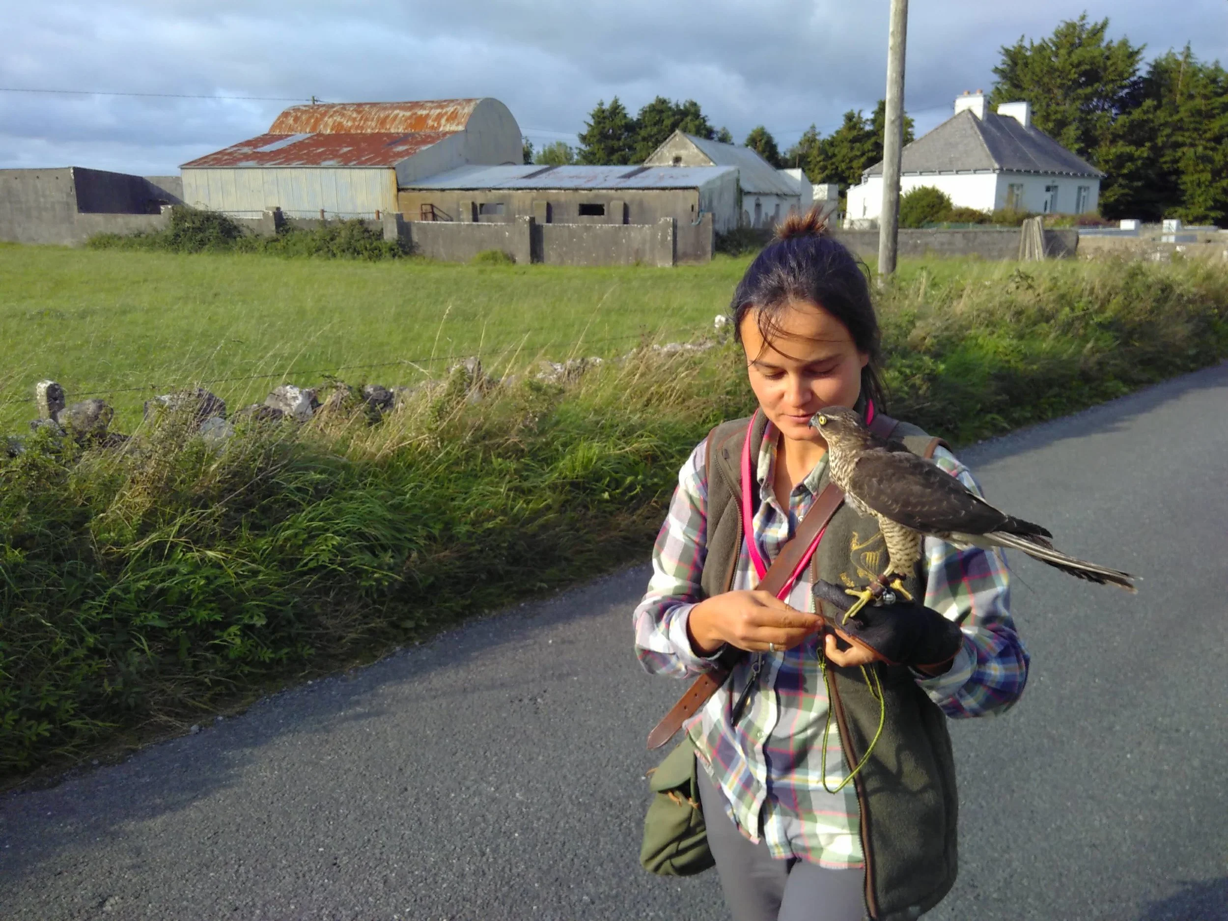 Updates on the sparrowhawk