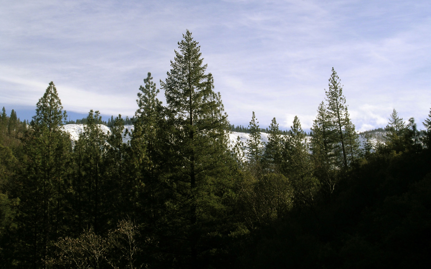 buteyko-banner-trees-mountains.jpg