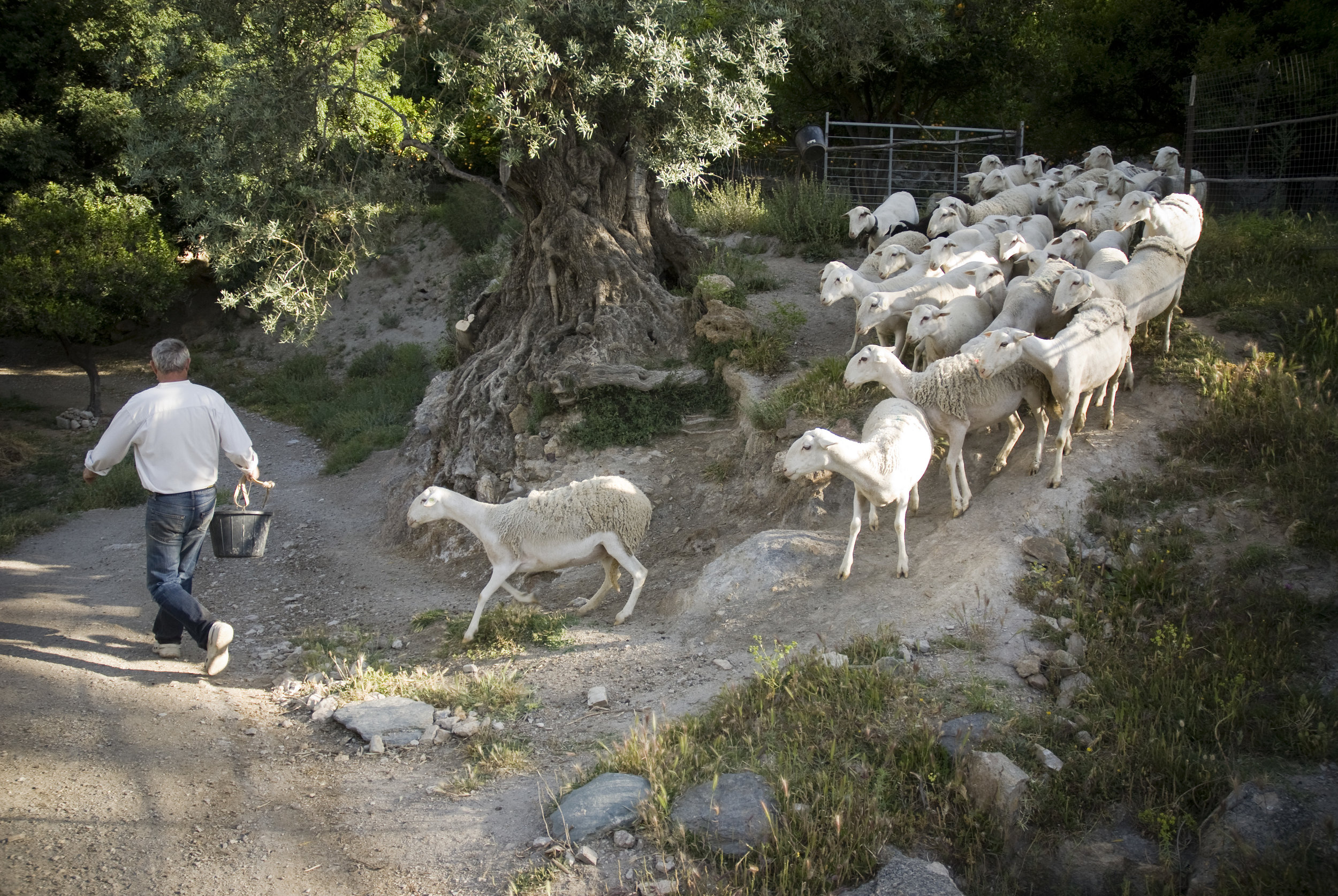 chris pursued by sheep.jpg