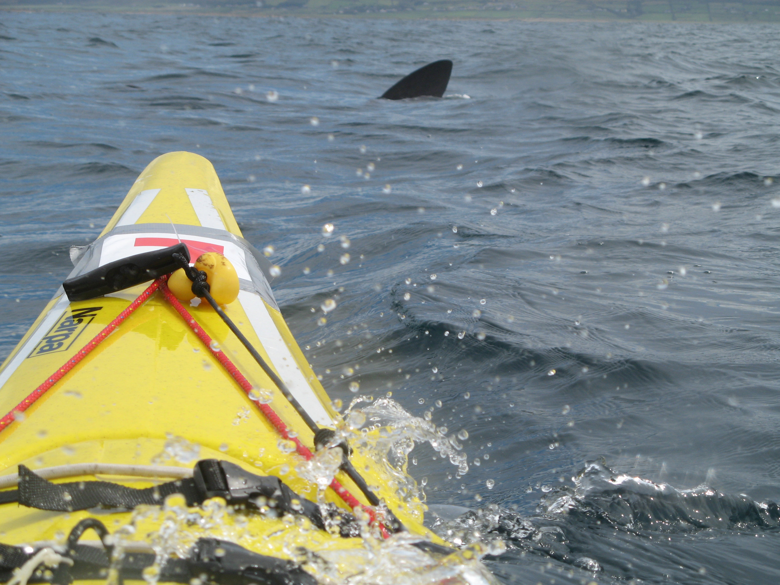 07 basking shark 5.jpg