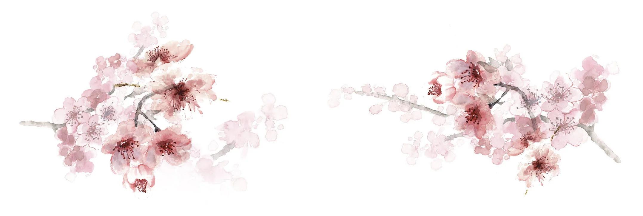 cherryblossoms.jpg