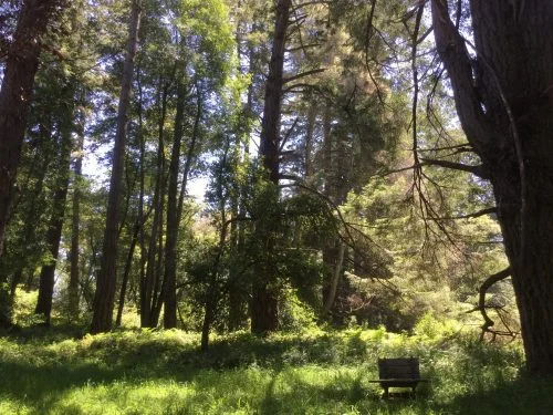 Trees Vedanta grove.jpg