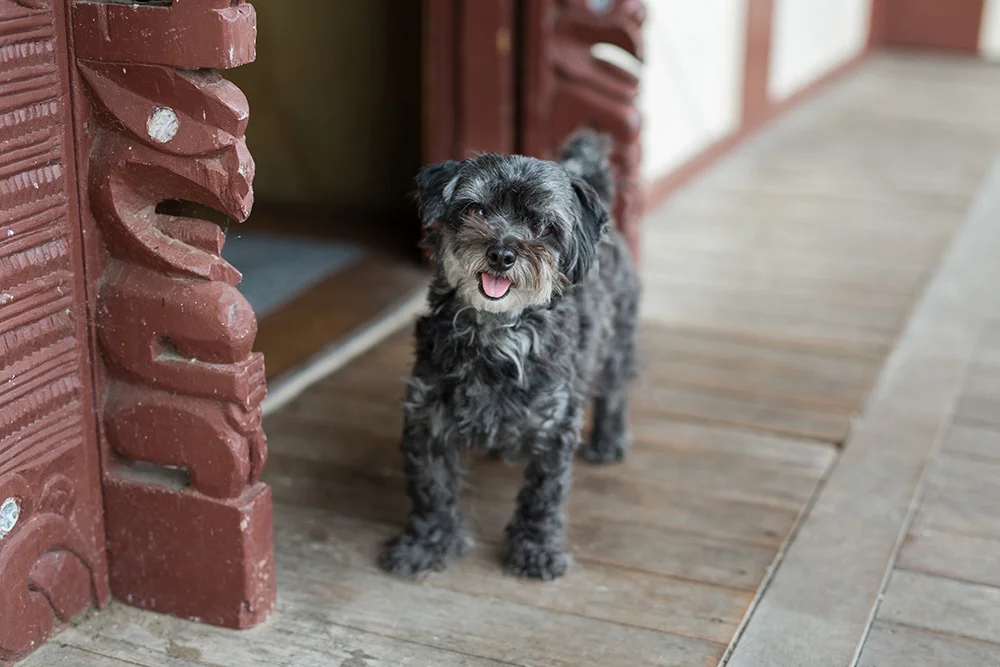 2018-Photo-Te Kauwhata Marae-Toni Larsen-49.jpg