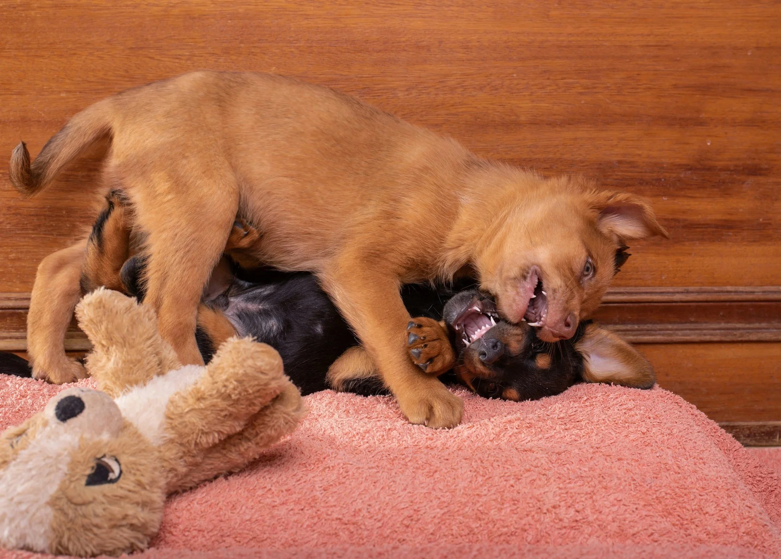 Puppies: Early Socialization Matters