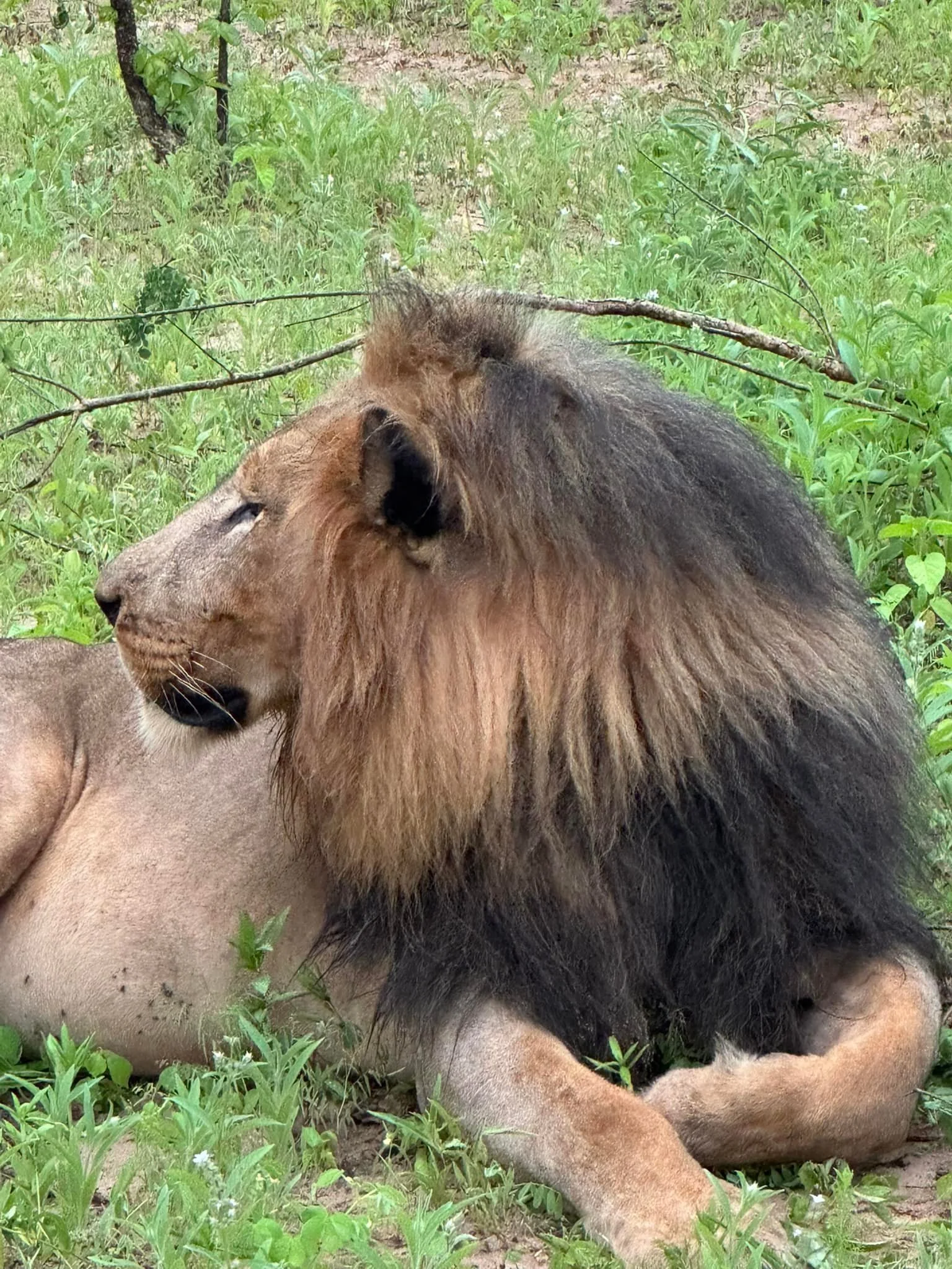 Chobe National Park Botswana 
Humility to experience these majestic carnivores after their recent kill of a Cape Buffalo and the ensuing feast. 6-8 ft away but the are in COMFORT so no risk to us. I am truly changed🙏