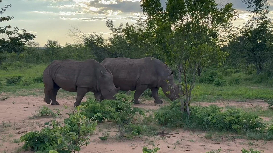 A gathering with Rhinos, Jack and Louis &amp; sister and pregnant mother.  Only 30 ft. Between us. Roaming free in park AND followed and protected by Ranger Gladson (with me) and Boyd. thanked them 5 times each for protecting these precious creatures