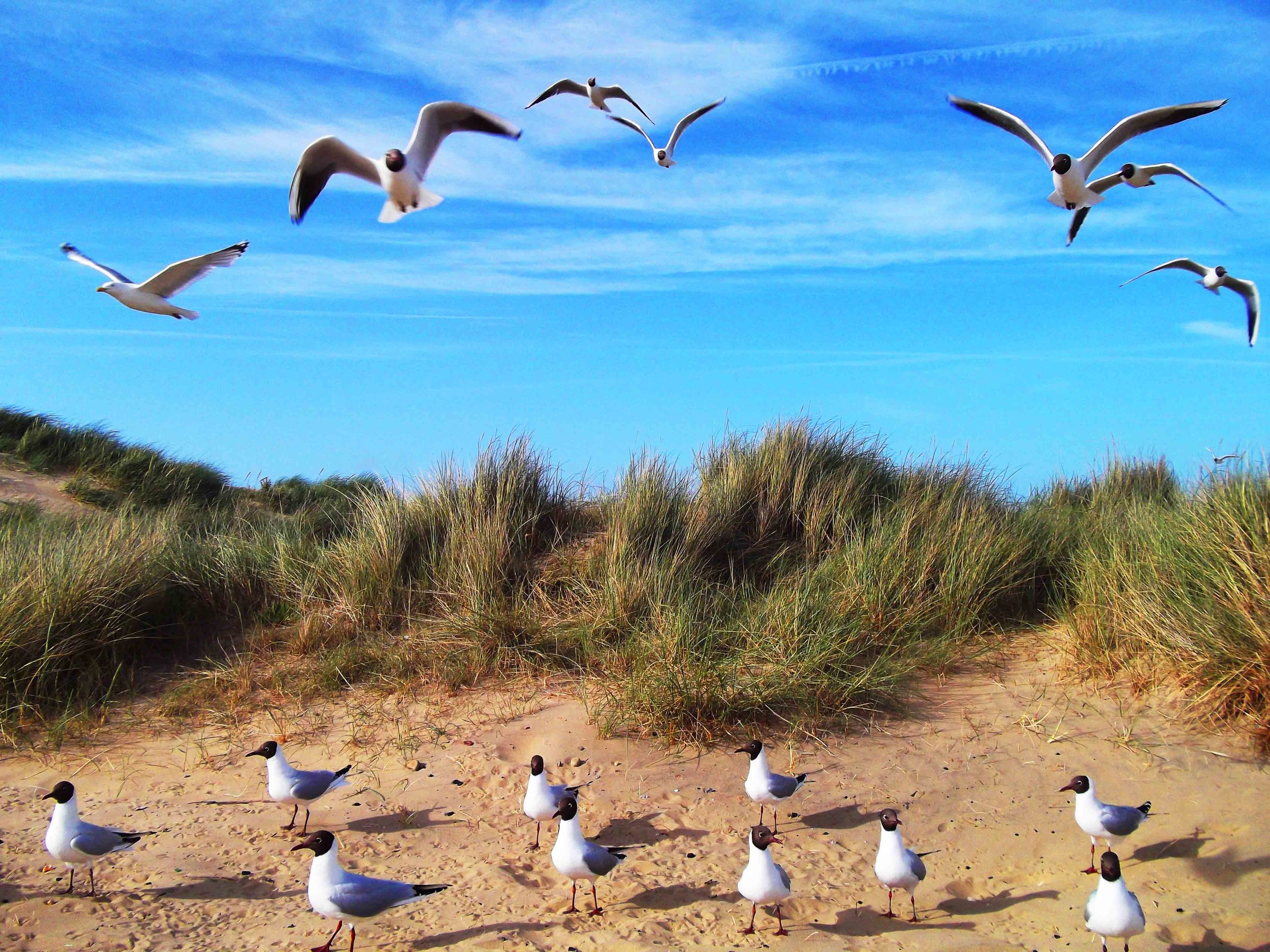 Cranbrook seagulls.jpg