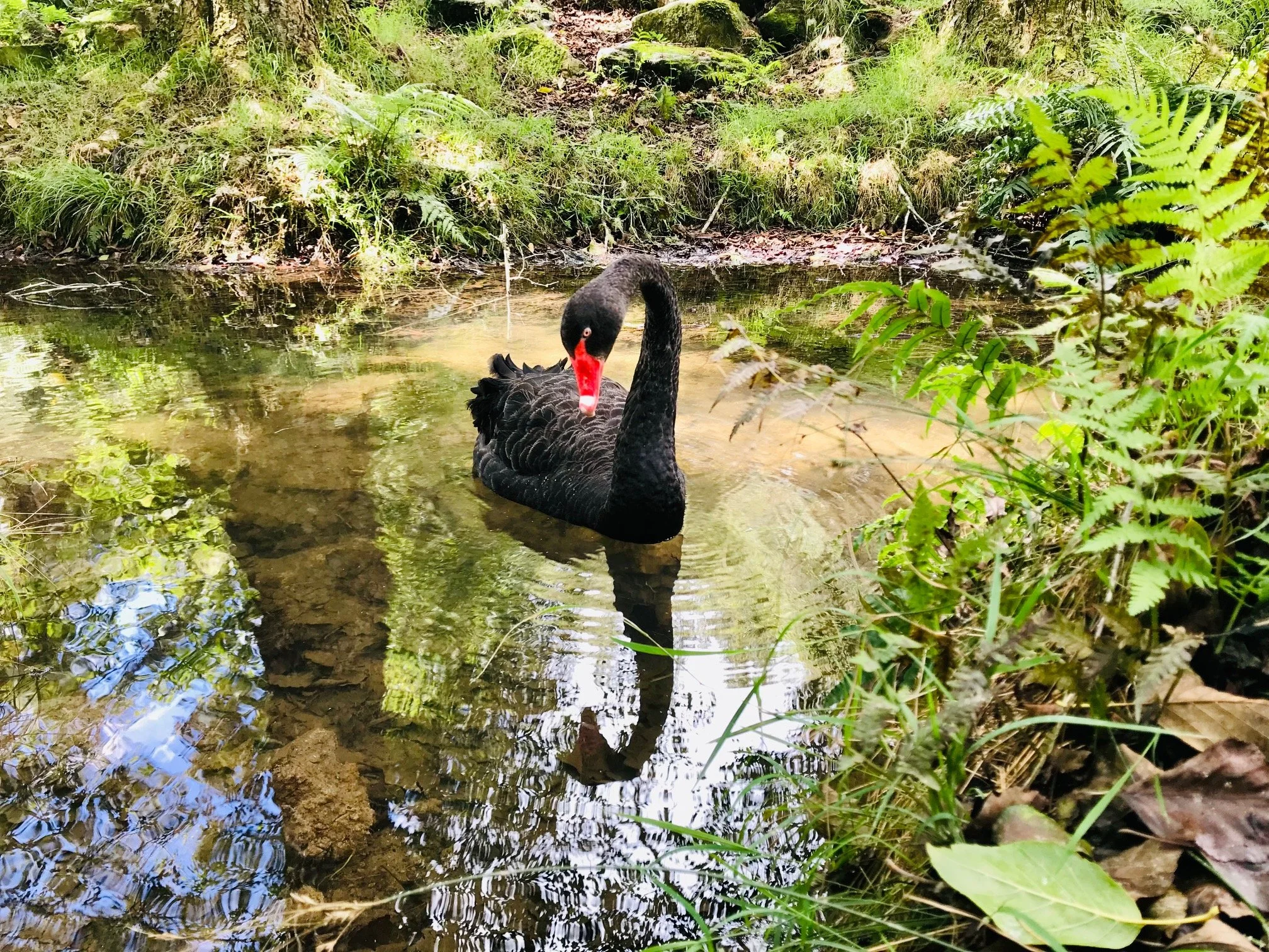 black swan sm.jpg