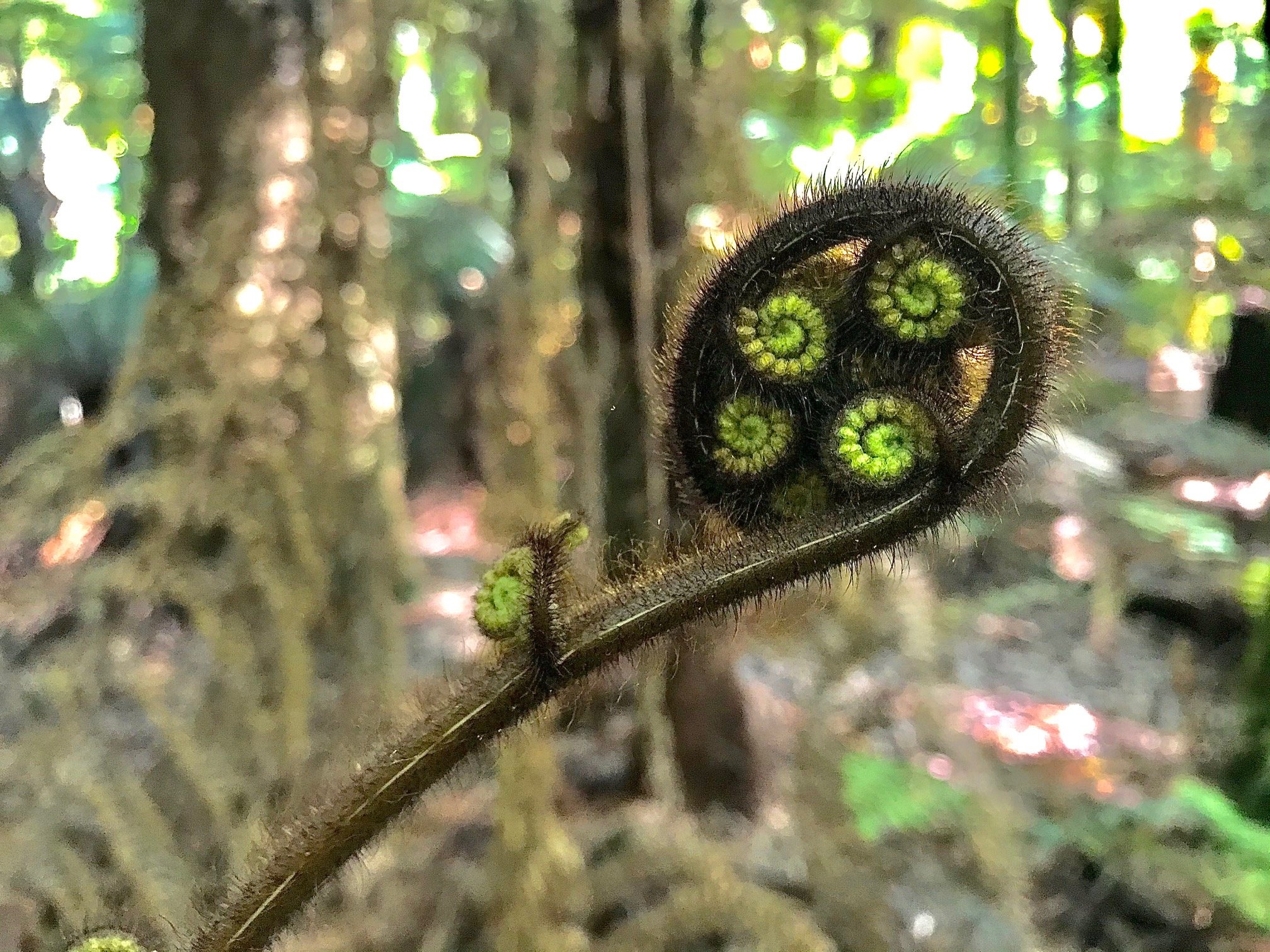 koru fern sm.jpg