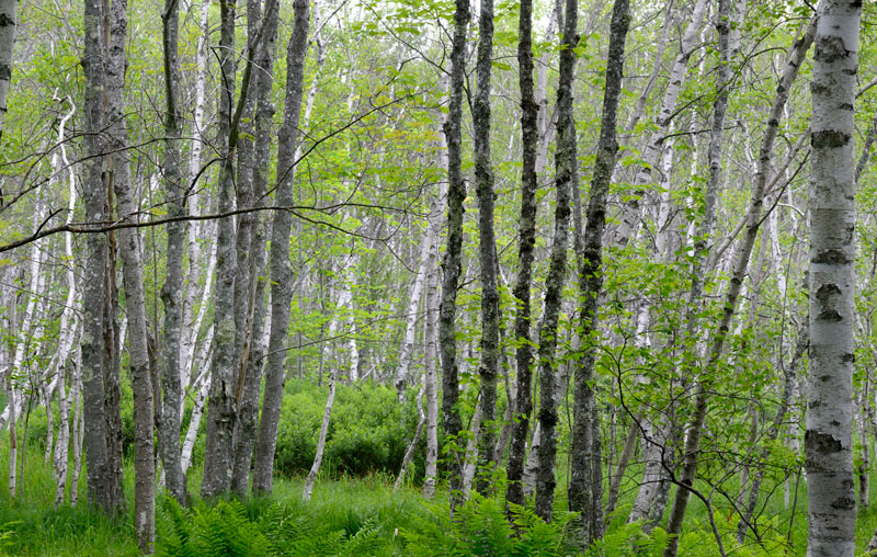 Great Meadow birch forest. Bass Cottage Inn guest photo