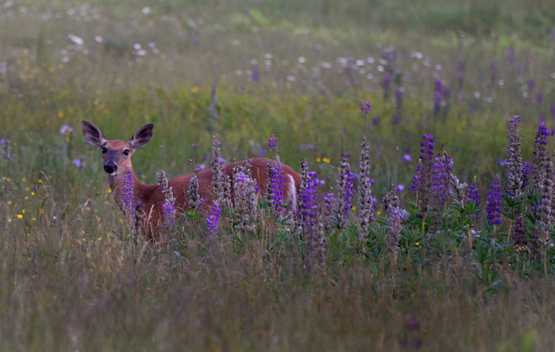 Lupine and deer. Bass Cottage Inn guest photo