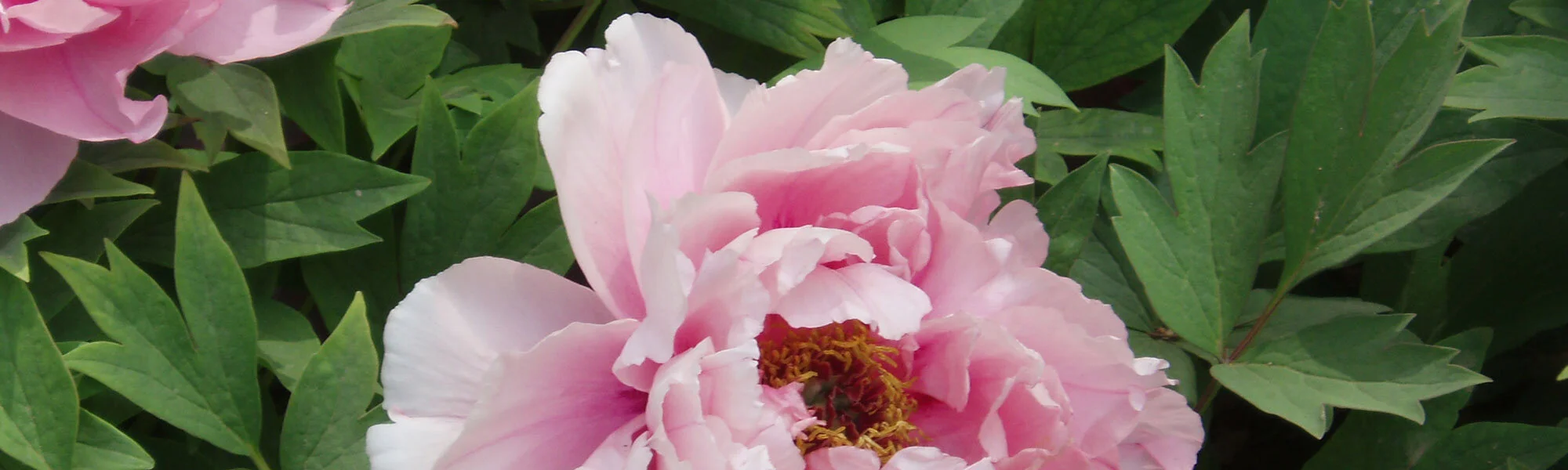 strip-peony.jpg