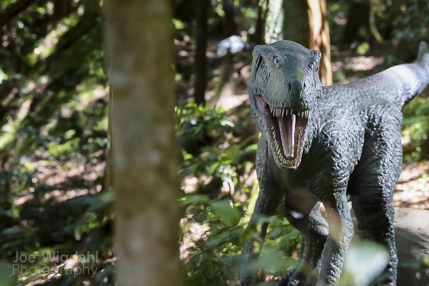 241029-ScenicWorld-Dino_162_WEB_WM.jpg
