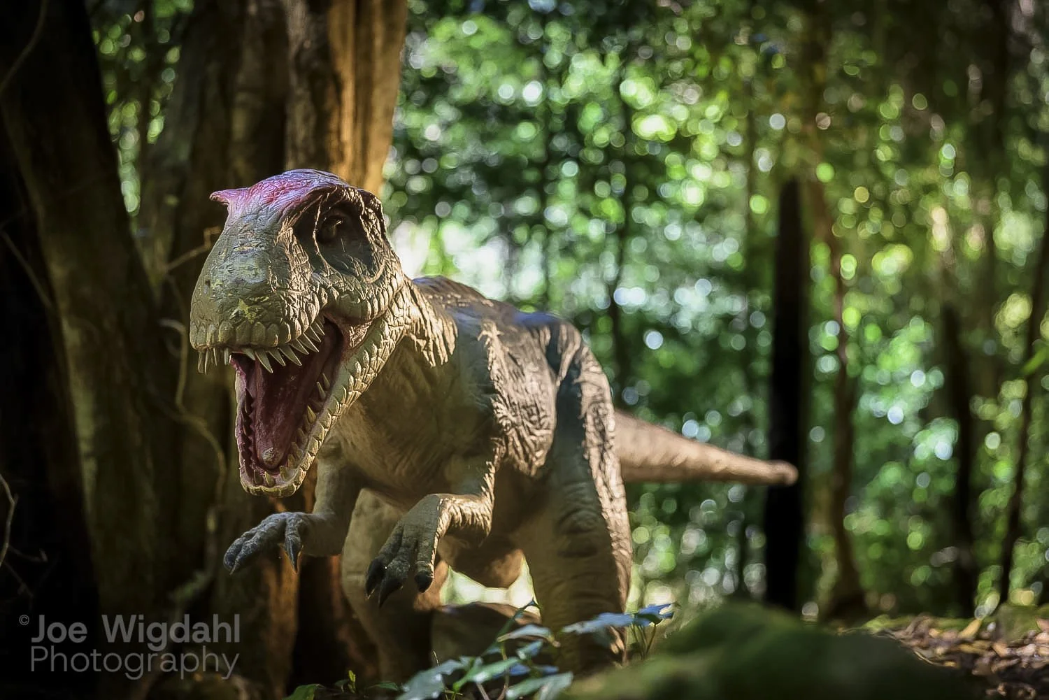 Scenic World: Dinosaur Valley