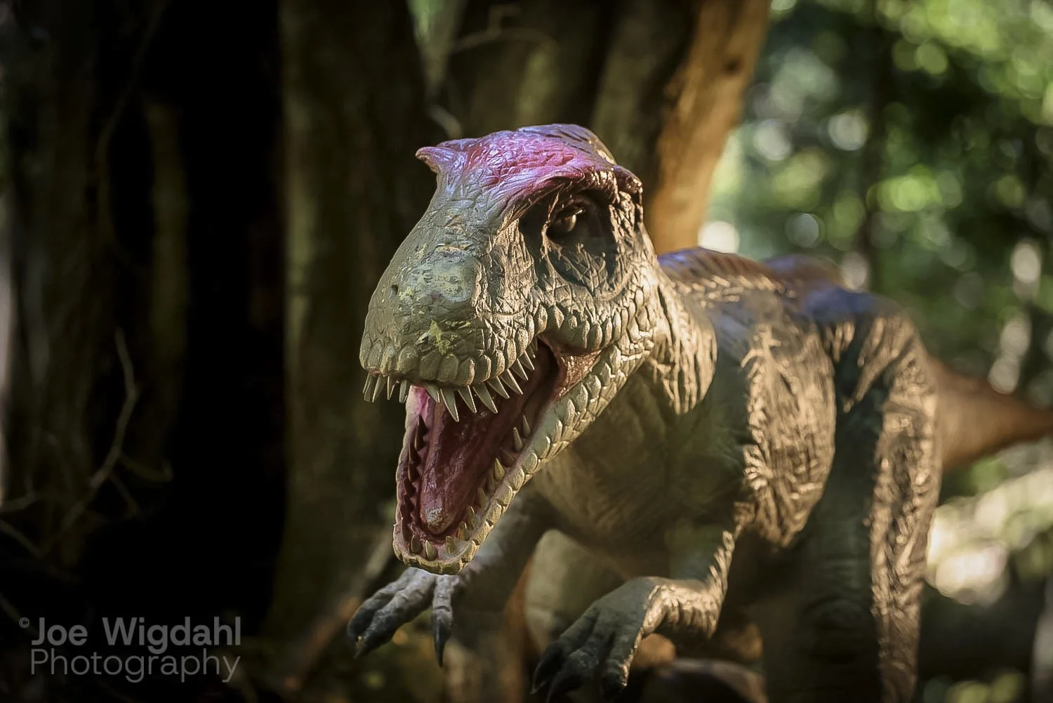 241030-ScenicWorld-Dino_536_WEB_WM.jpg