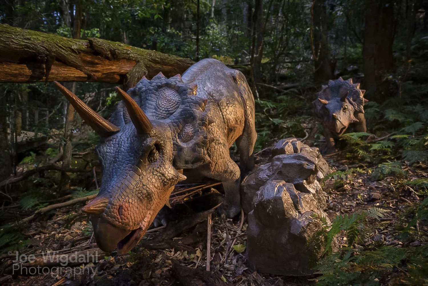 241030-ScenicWorld-Dino_672_WEB_WM.jpg