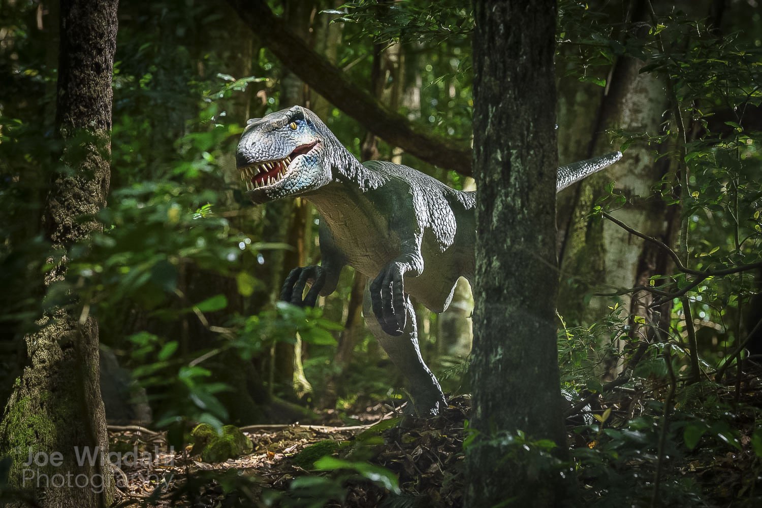 241029-ScenicWorld-Dino_236_WEB_WM.jpg