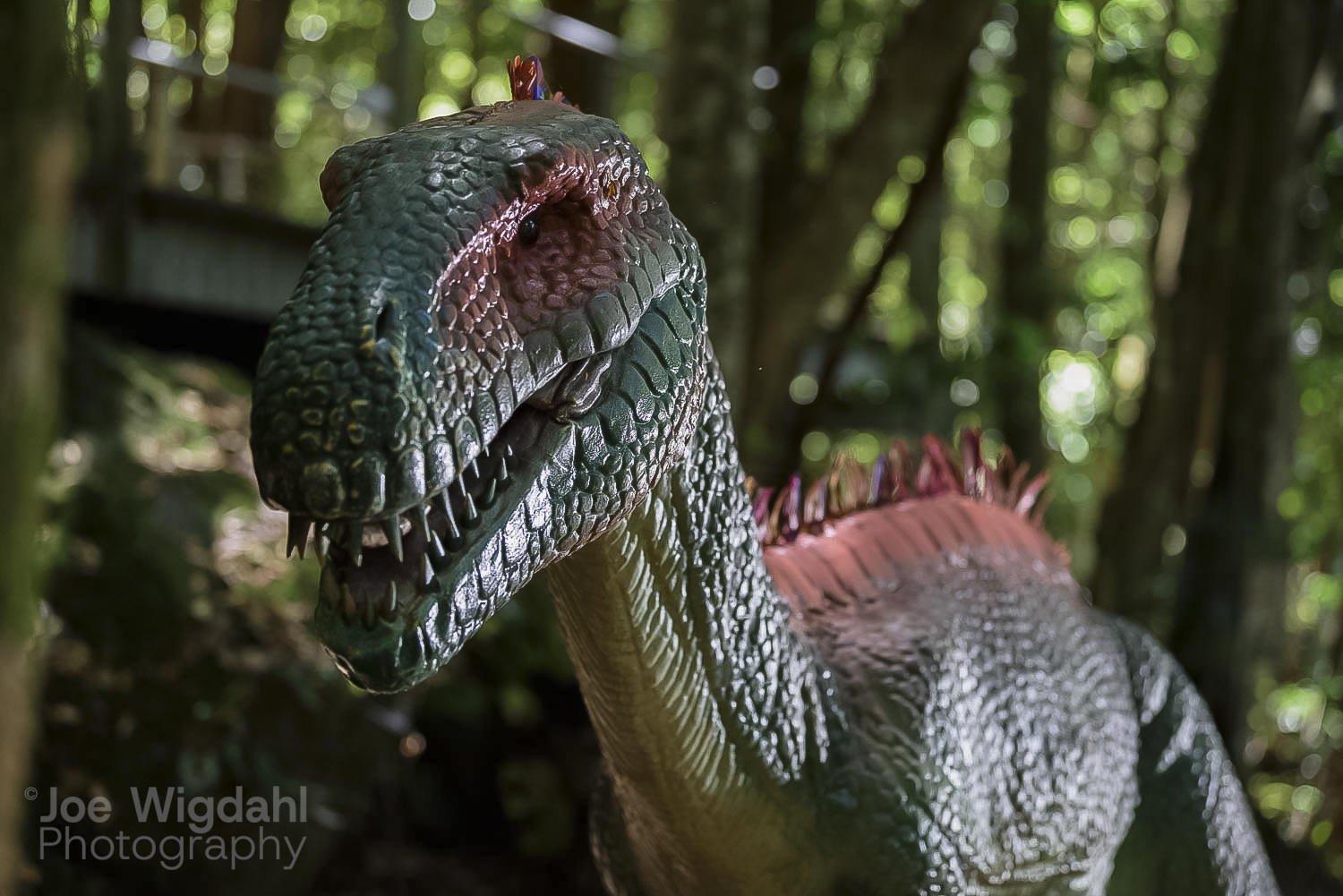 241030-ScenicWorld-Dino_575_WEB_WM.jpg
