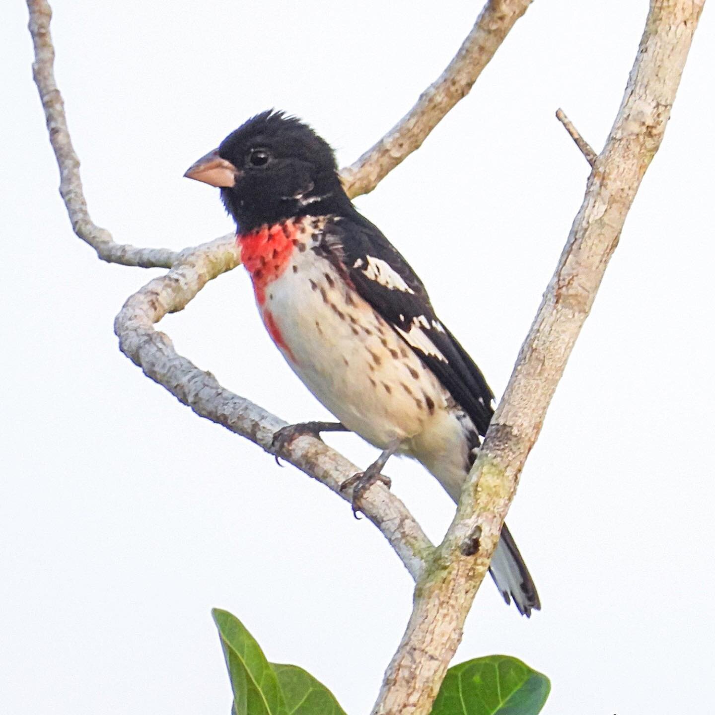 My 13th is World Migratory Bird Day 🕊️ The Rose-breasted Grosbeak | Picogrueso de Pecho Rosado | Pheucticus ludovicianus is one if the many birds going on a looong journey these days. At the end of spring, this male in its non-breeding plumage is re