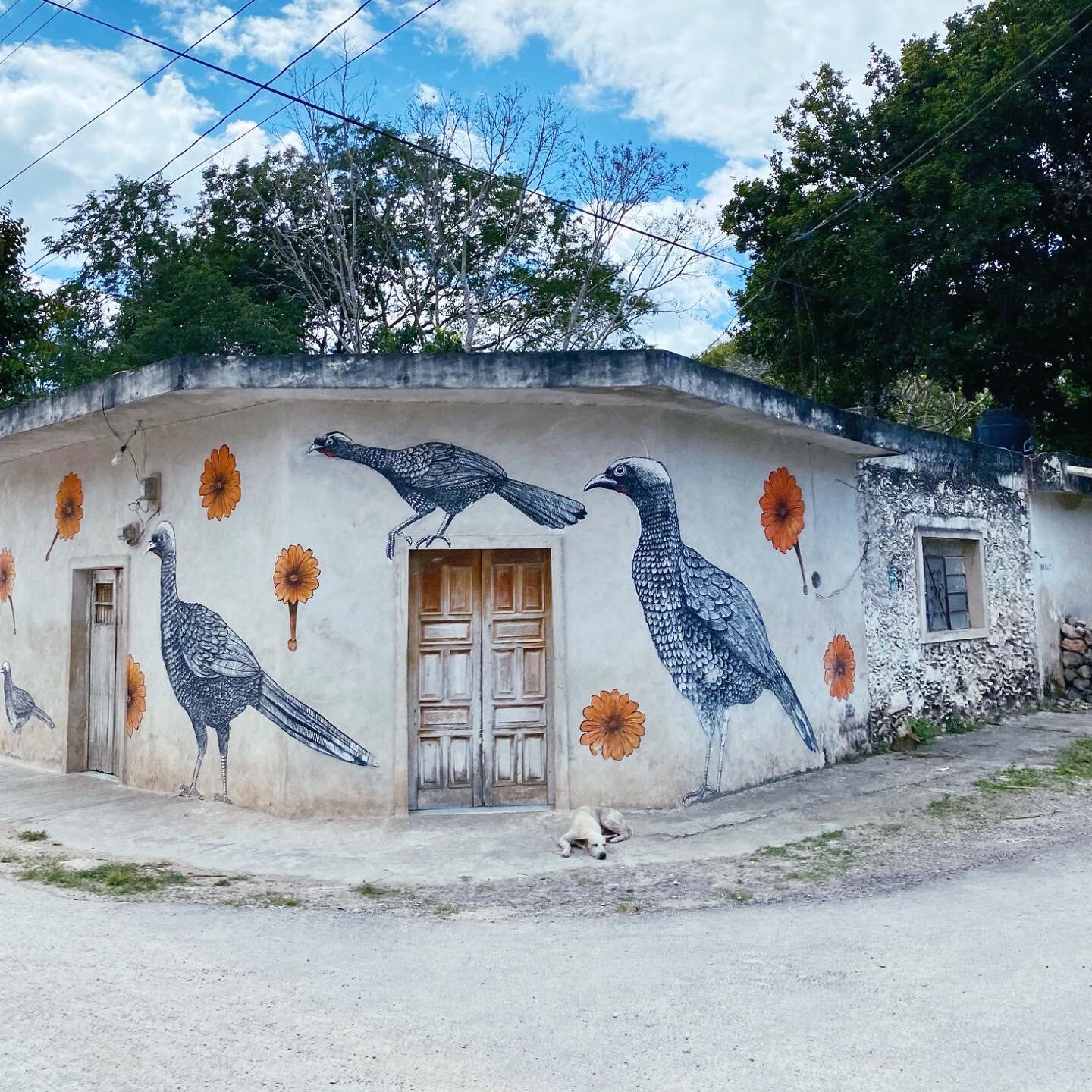 Love the murals in tiny Mayan villages with cute details 🌼 Guess which common bird of the region you can see on the wall painting?
.
1️⃣ Great-tailed Grackle
2️⃣ Plain Chachalaca 
3️⃣ Occelated Turkey
.
Comment your guess below ⬇️
