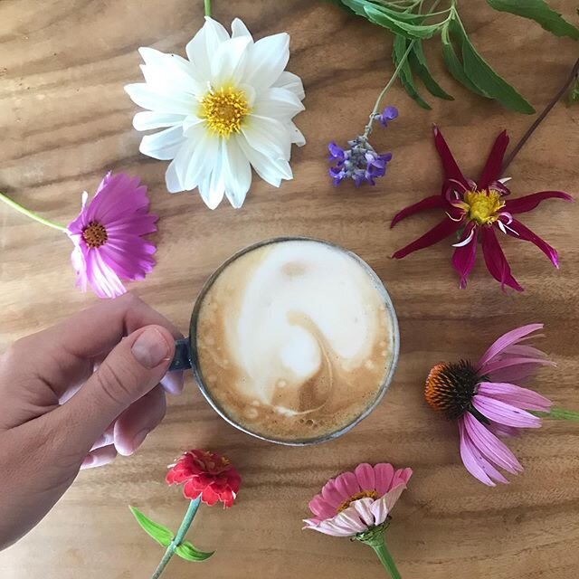 When you can&rsquo;t have coffee with friends, have coffee with flowers :) Thinking of you @lolamascy love your ceramics!

Happy Monday 
#cutflowergarden #mygarden #goldcoastgarden #grownfromseed seeds @boondieseeds @theseedcollection #slowflowers #d