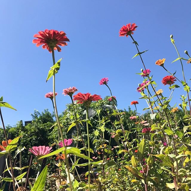 Finishing off marking mathematics assessments today, very excited to see the bottom of my pile
Looking out from the dinning table i can see all my flowers and some truely beautiful, and large, butterflies!! Such beautiful guests!! When ever i come ou