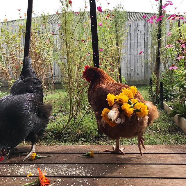 It&rsquo;s Monday
Put your best foot forward :) And if you are working in iso remember professional at the front, party at the back ;) #flowersandchickens #cutflowergarden #grownfromseed #marigold #zinnia #goldcoastgarden  #mycutflowergarden