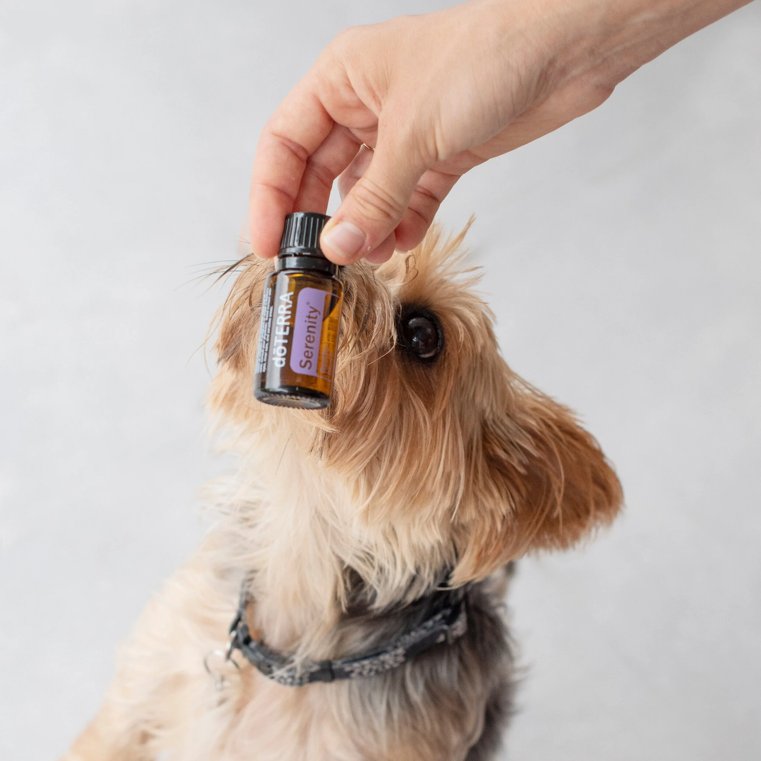 Oils for Pets 