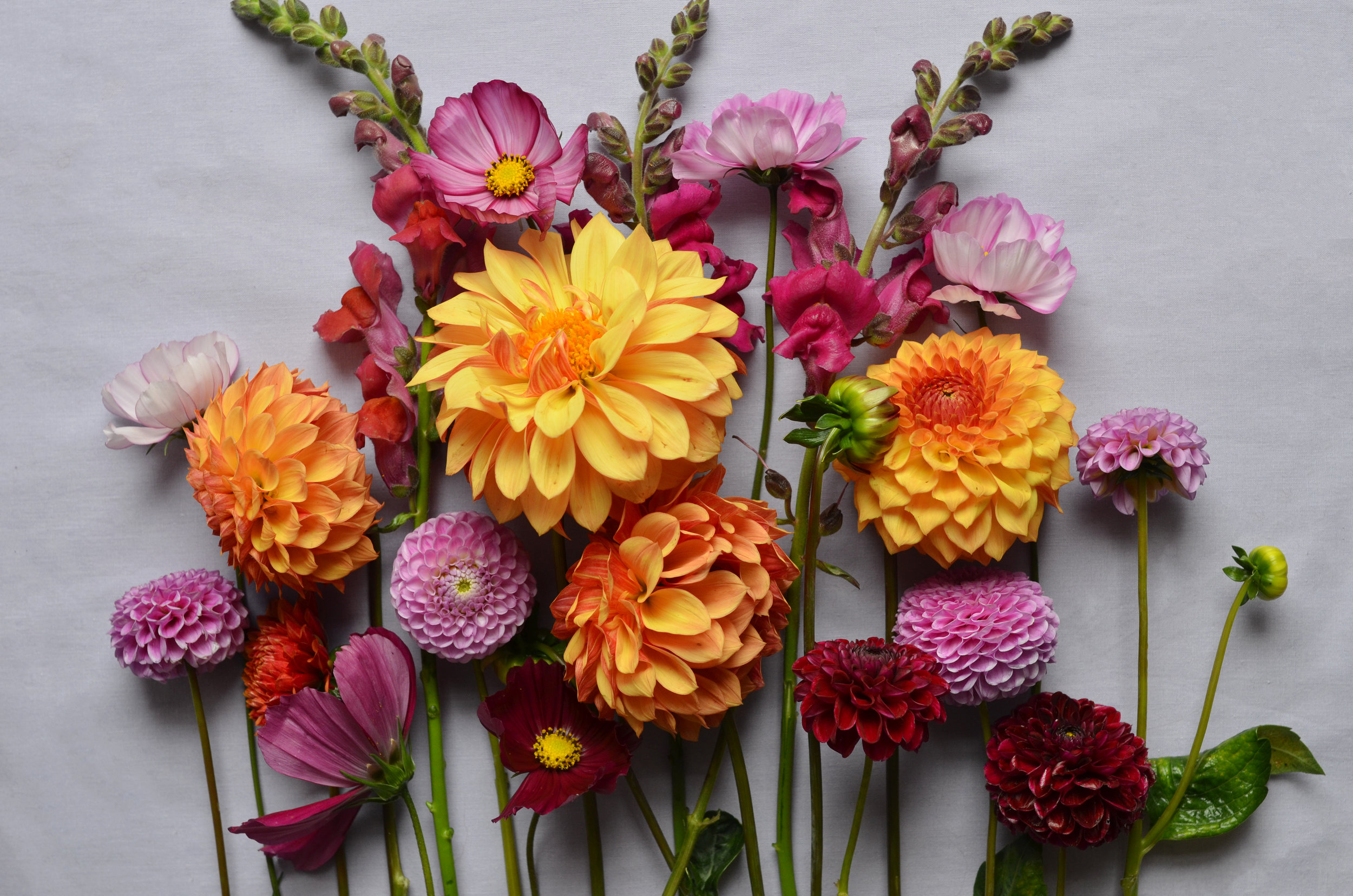 Locally grown Fort Collins flower mix. Dahlias. Zinnas. Cosmos. Snapdragons.