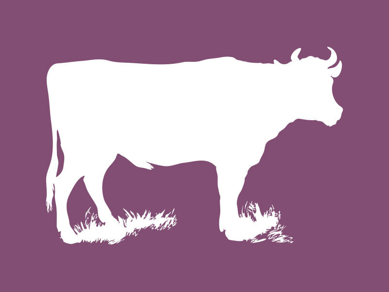 cow_purple_800x600.jpg