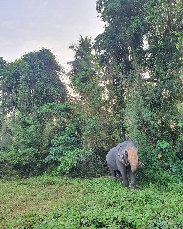 Sri Lanka. Roaming free