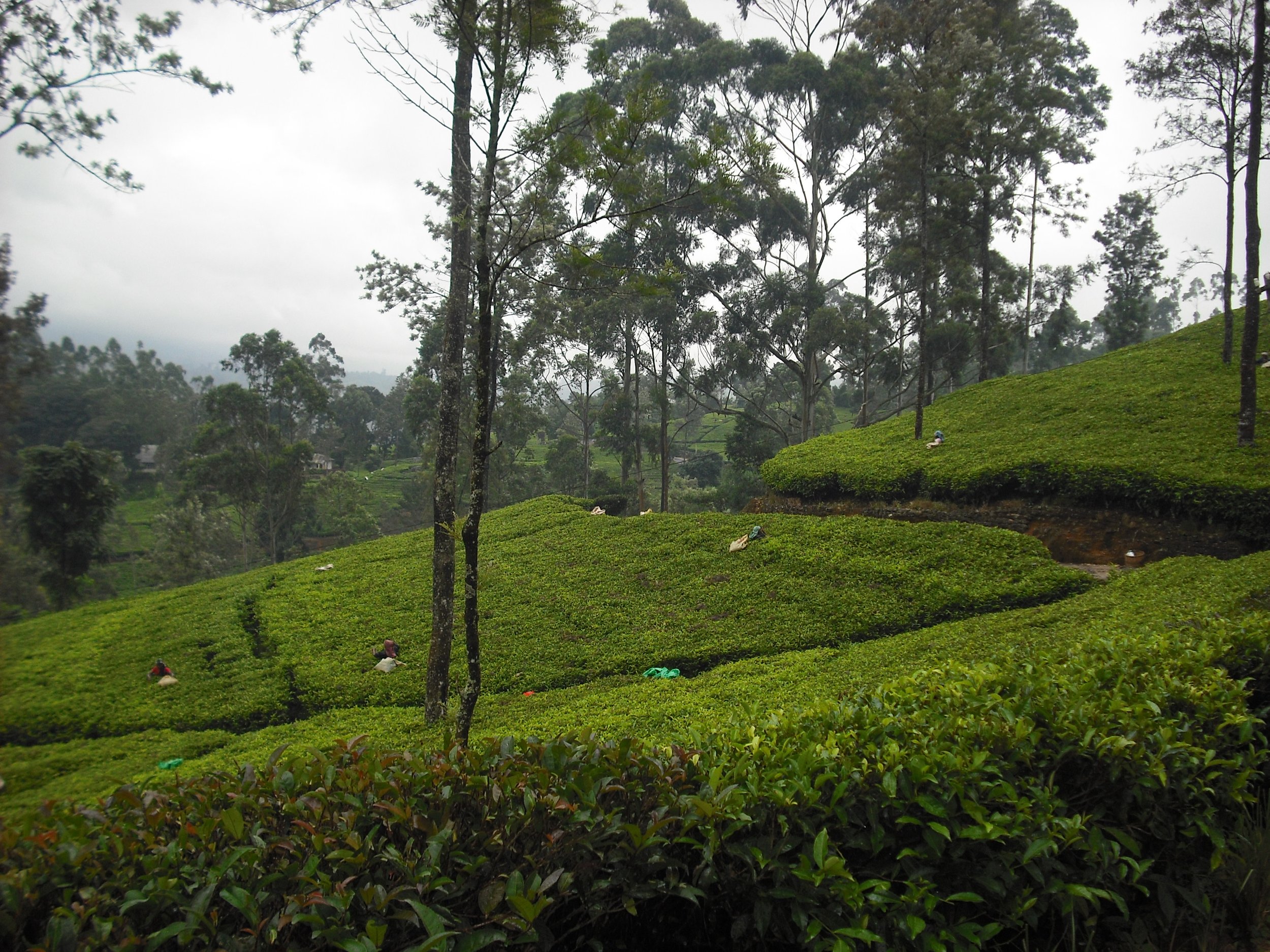 Tea Estate Nuwara Eliya.JPG