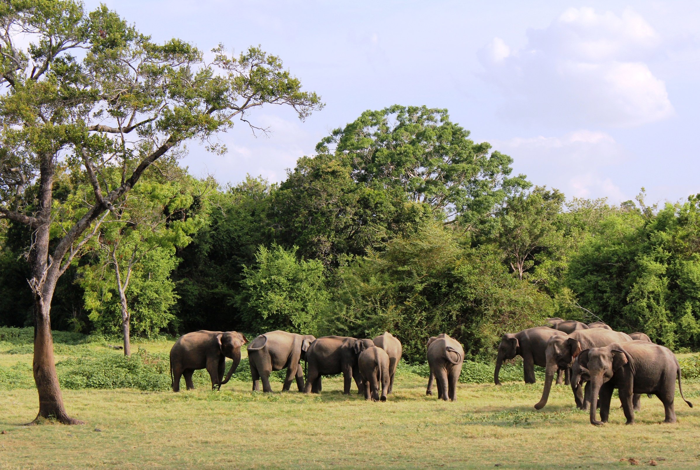 Sri Lanka 2011 401.JPG