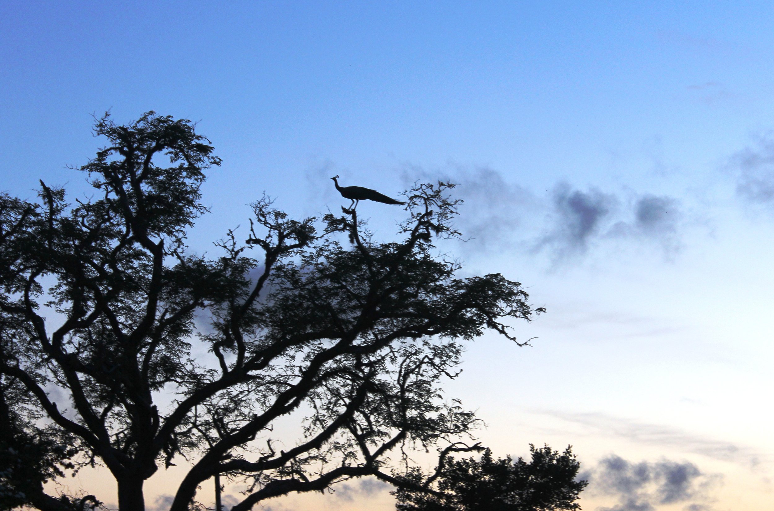 Sri Lanka 2011 1075.JPG