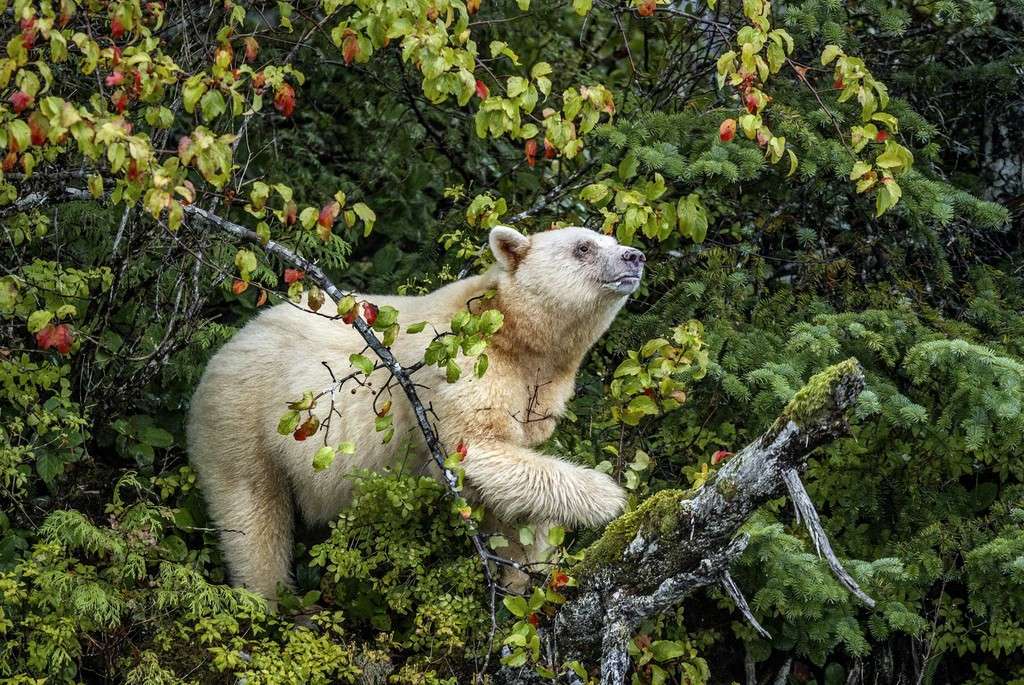 Photo By Paul Nicklen Spirit of the Rainforest British Columbia, Canada