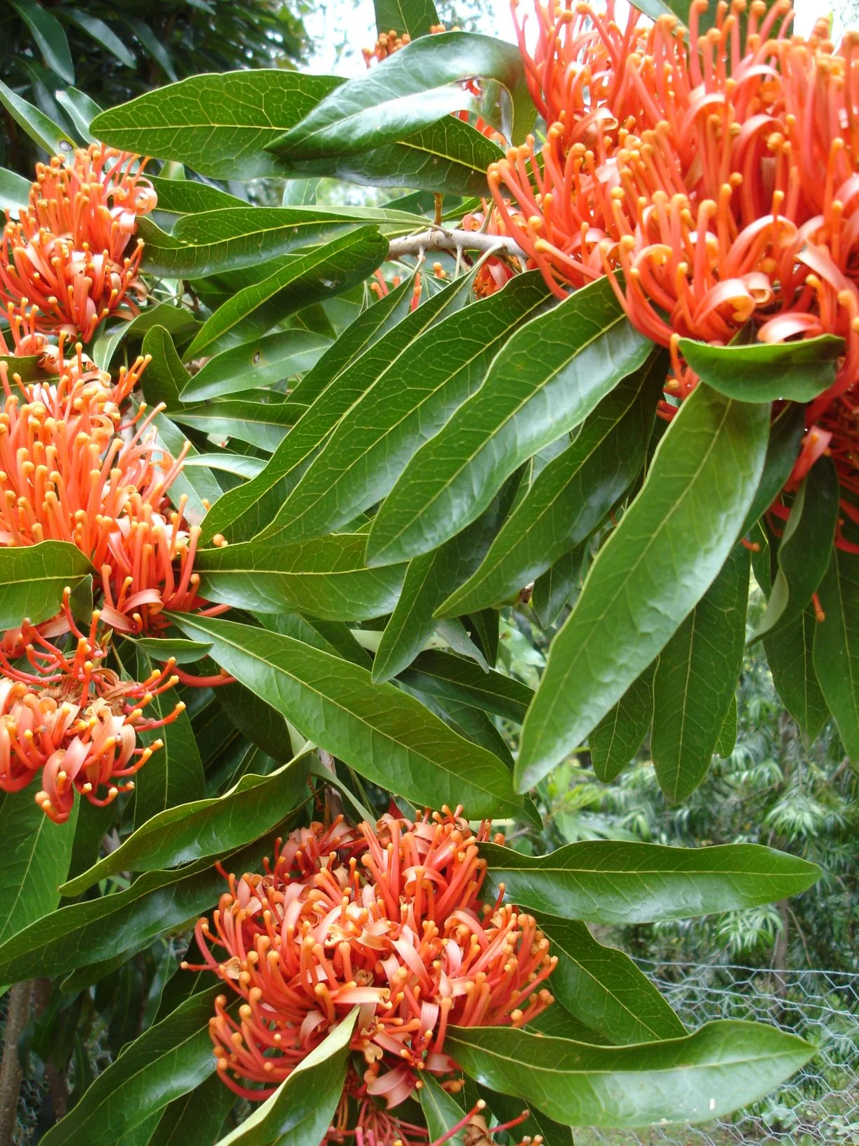Alloxylon flammeum - Queensland Tree Waratah