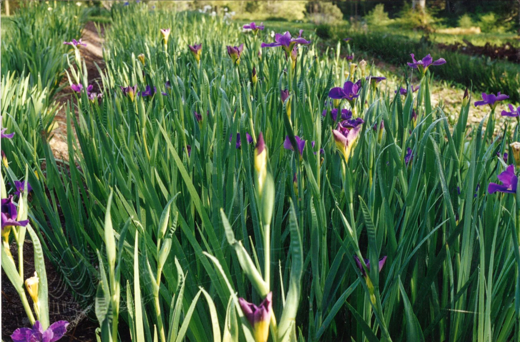 1998 Gleniffer bulb farm Professor Ike opt.jpg