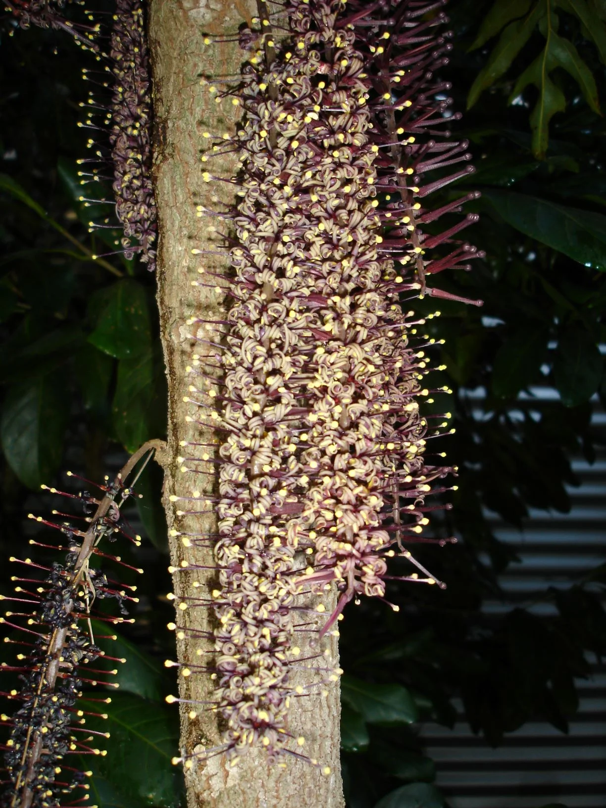 Hicksbeachia pinnatifolia - Red Boppel Nut