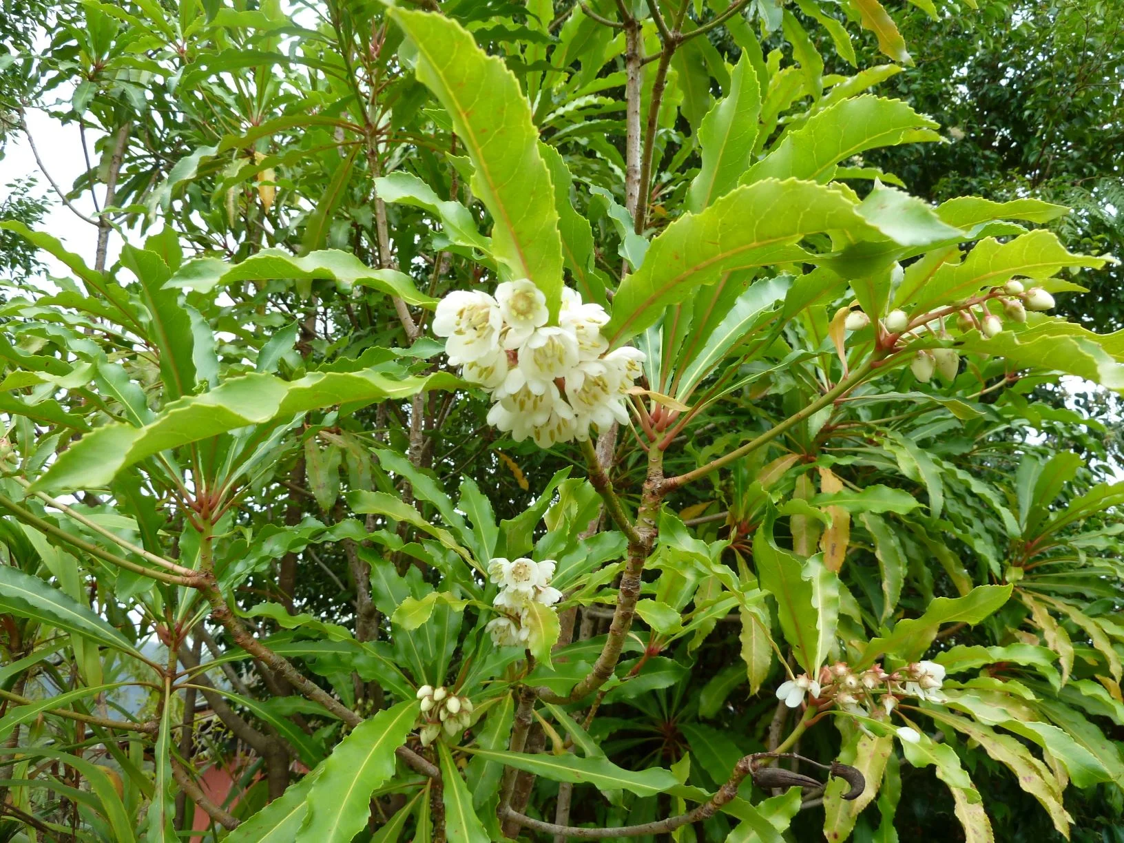 Anopterus macleayanus - Macleay Laurel
