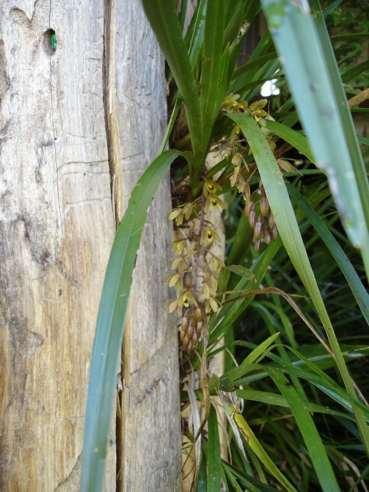 Cymbidium suave - Snake orchid. A native epiphytic orchid with grass-like leaves and heavily scented flowers