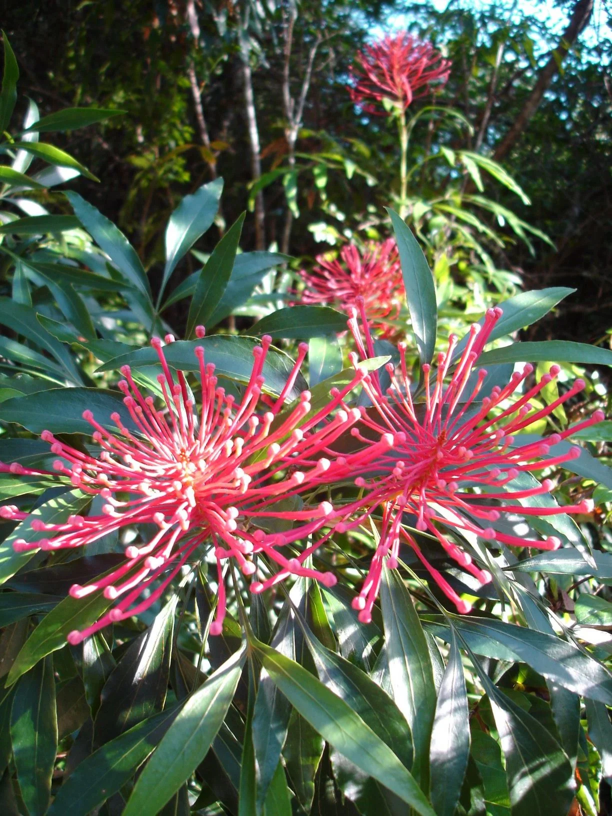 Alloxylon pinnatum - Dorrigo Waratah