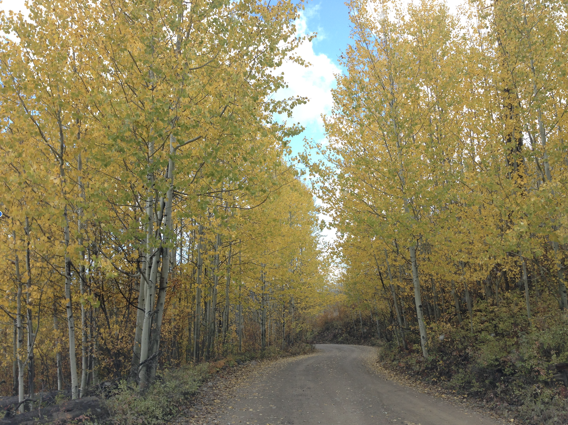 polebridge aspens.png