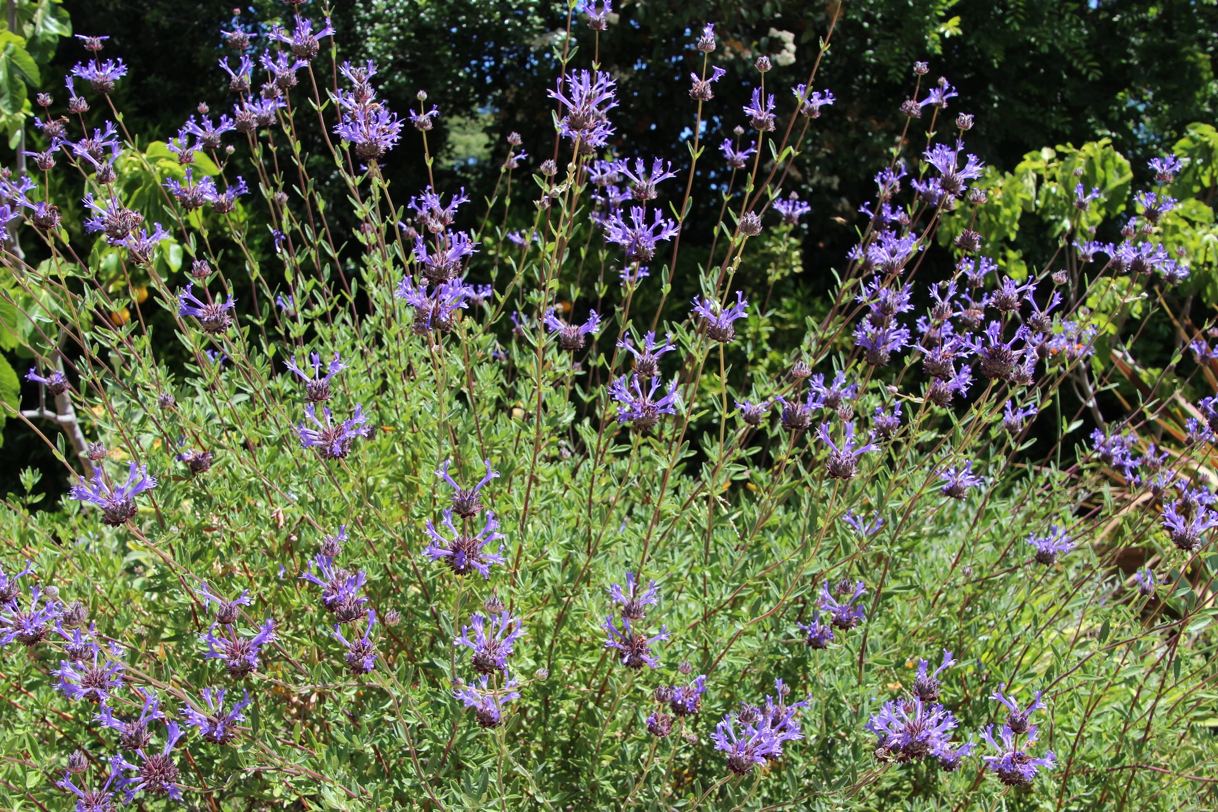 Salvia 'Winnifred Gilman'.JPG