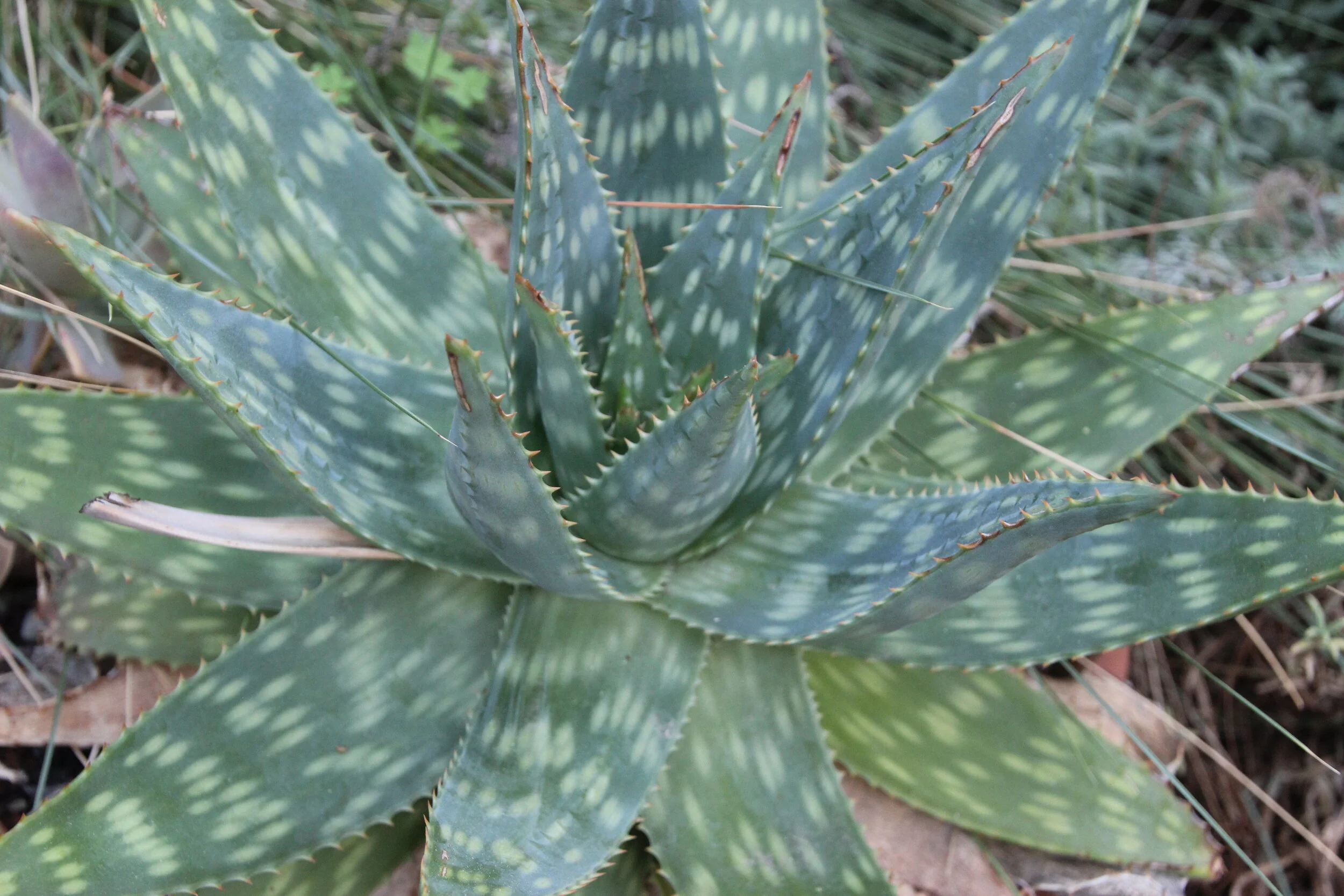 Aloe maculata.JPG