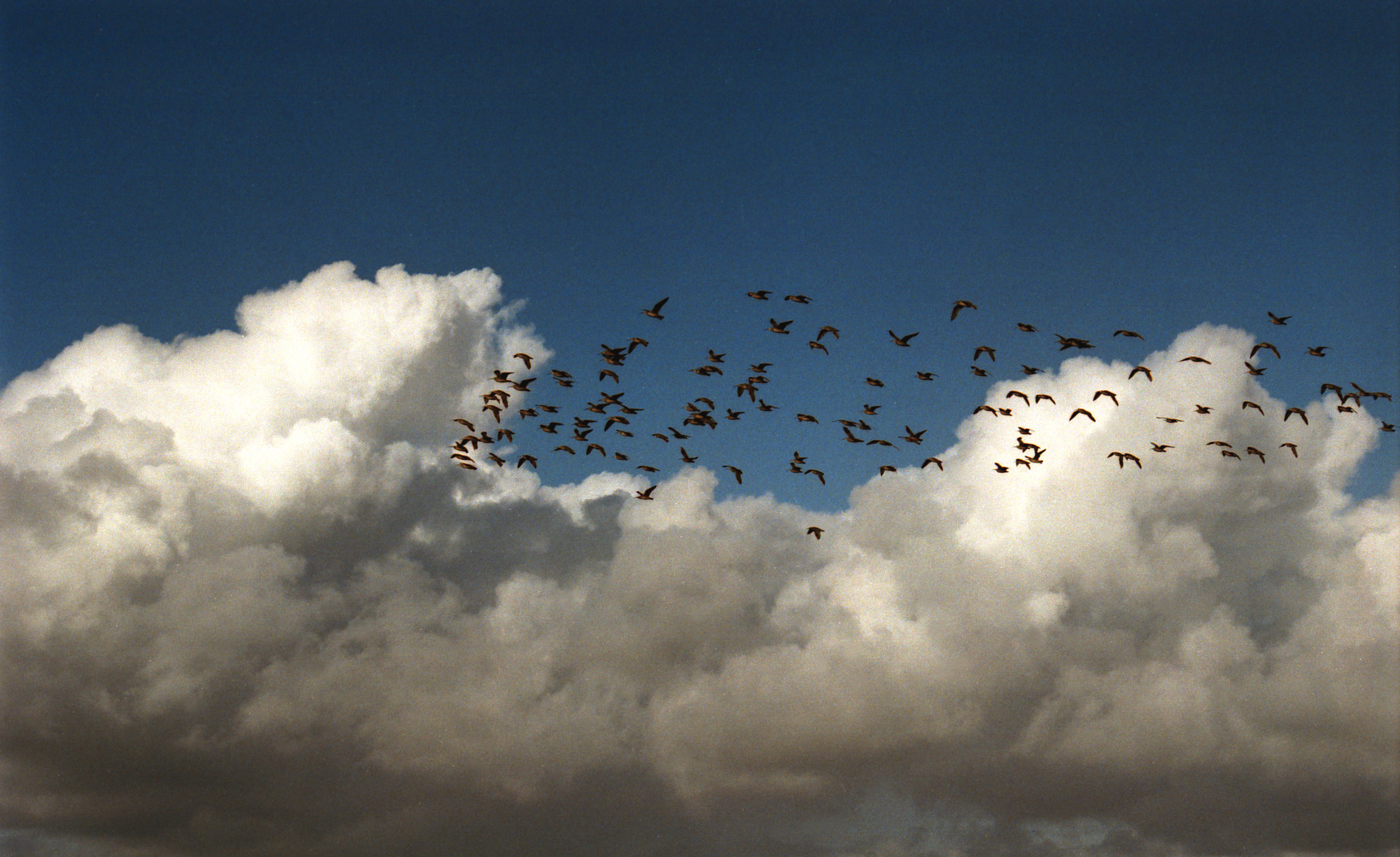 Bandada de pájaros, Pichilemu.jpg