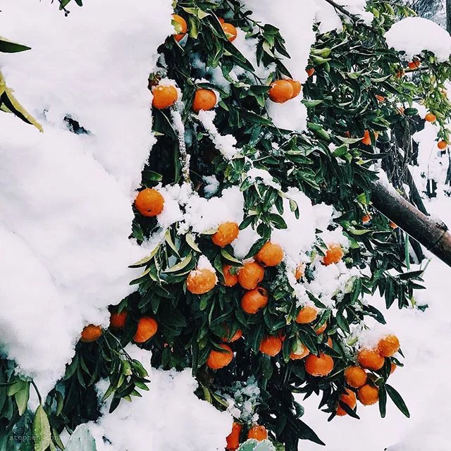 Winter colors in California!! Taken by @stephen_joel 📸 #realredding .
.
.
.
.
#northerncalifornia #thisisredding #artofvisuals #explorecalifornia #passionpassport #norcal #redding #shasta #adventure #neverstopexploring #letsgosomewhere #thisismycomm