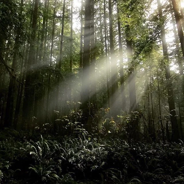 Such a beautiful scene, nature really is something else. Photo taken by @backroadsculture 📸 #realredding #sunrays .
.
.
.
#northerncalifornia #thisisredding #artofvisuals #explorecalifornia #passionpassport #norcal #redding #shasta #adventure #never