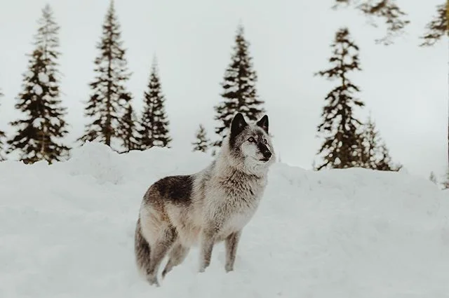 @cyrenarose takes really awesome photos just like this 😍 go check her page out!! #realredding #cultreredding .
.
.
.
.
#northerncalifornia #thisisredding #artofvisuals #explorecalifornia #passionpassport #norcal #redding #shasta #adventure #neversto