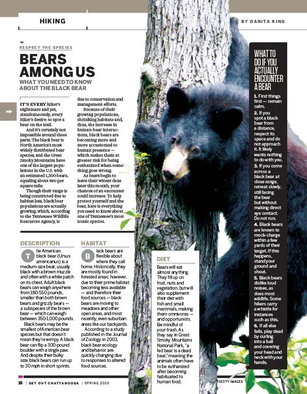Bears.webp