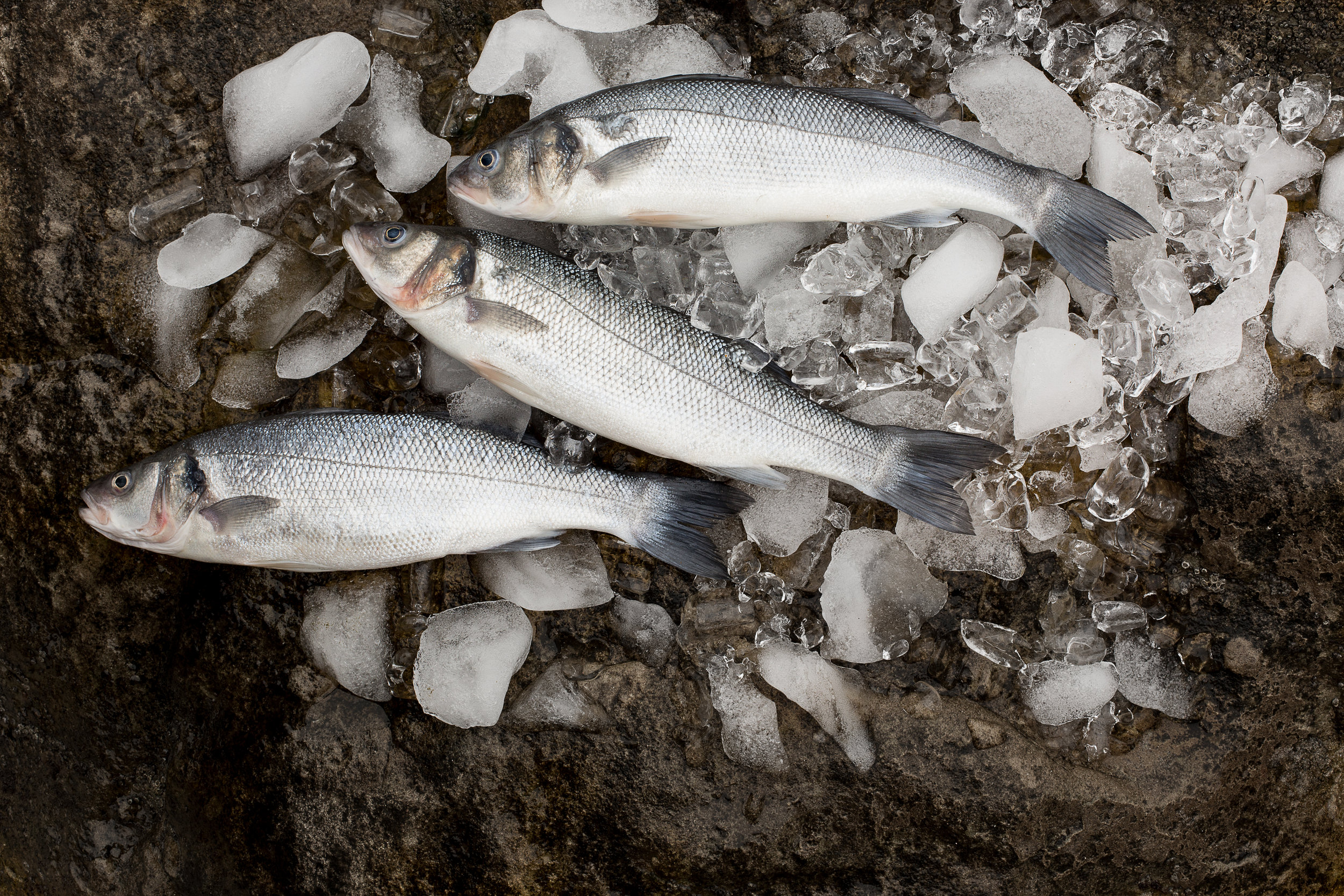 MalibuBeachInn2_Branzino-0011-Edit.jpg